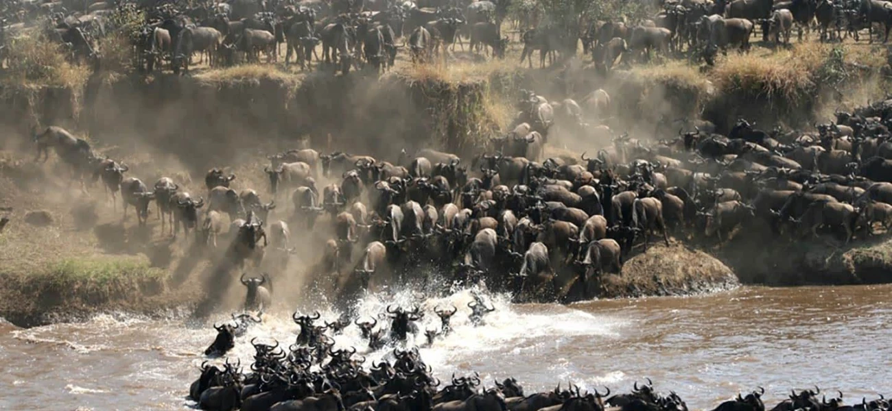 serengeti
