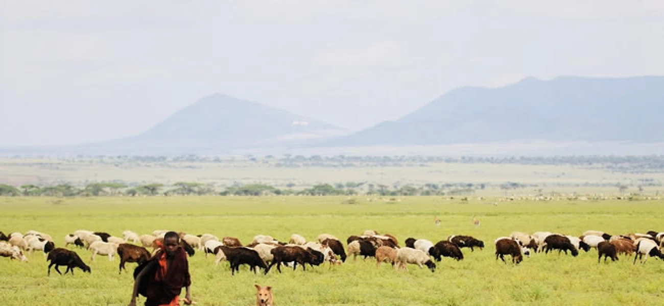 Safari Lake Manyara Ngorongoro And Tarangire