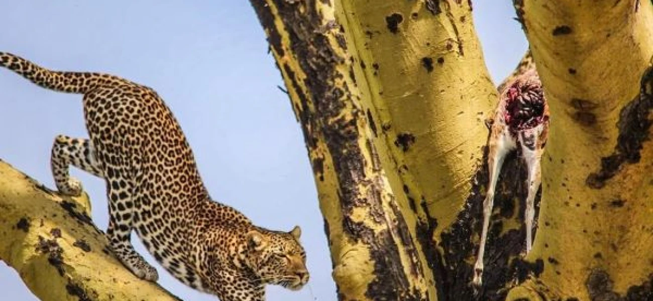 Family Safari Package