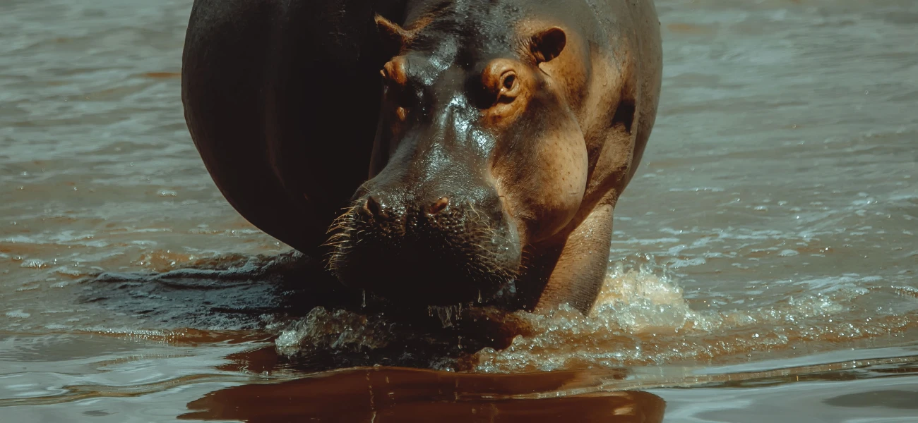 Signature African Sojourn: Tapestry of Wilderness & Wonder