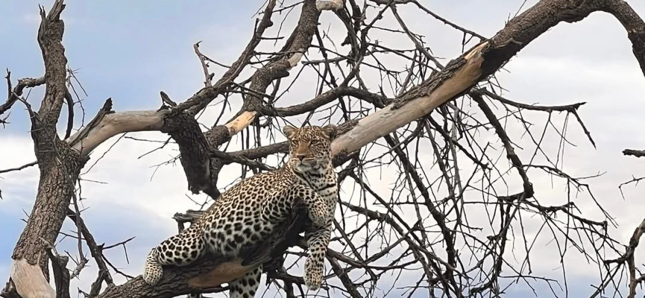 Heart of the Wild: Tanzanian Safari Odyssey