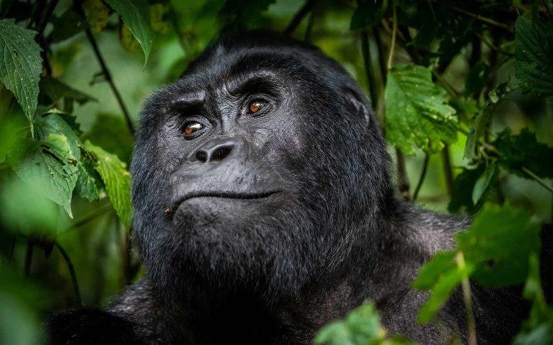 Uganda Safaris