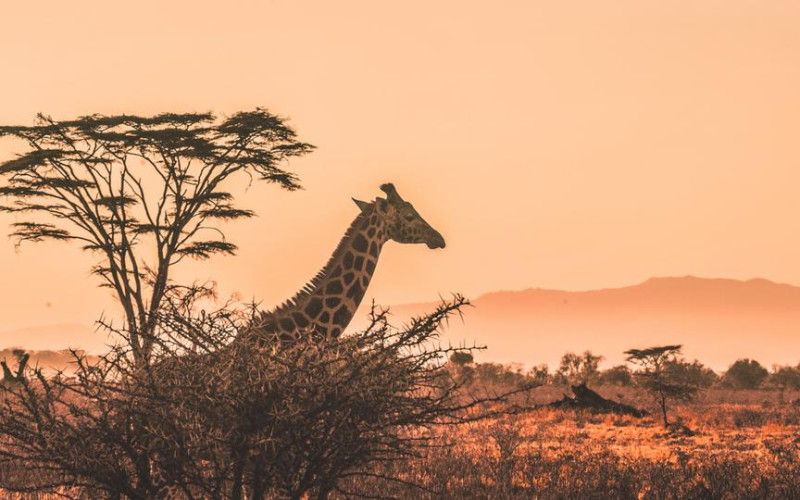 Kenya safaris