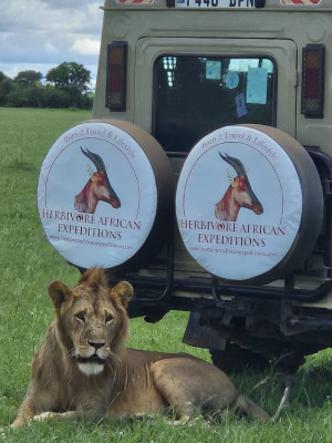 Serengeti honeymoon safaris